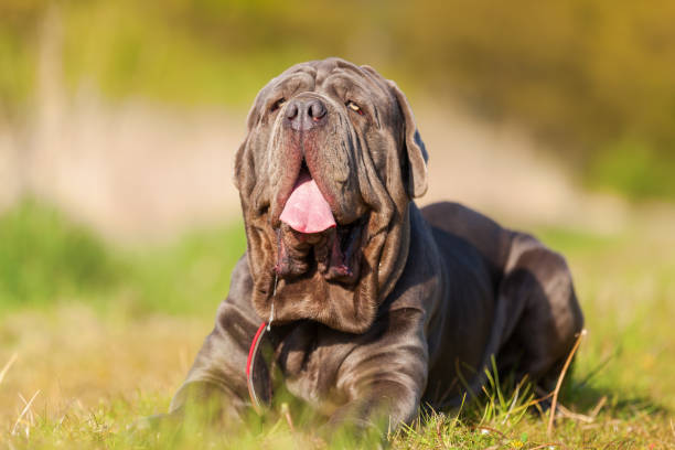 istock portrait of a Neapoitan Mastiff 683105396