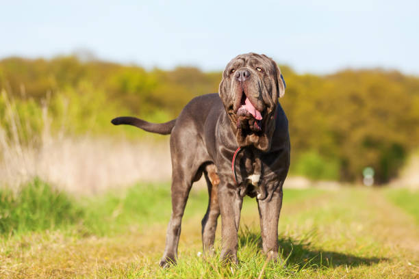 istock portrait of a Neapolitan Mastiff 683105398