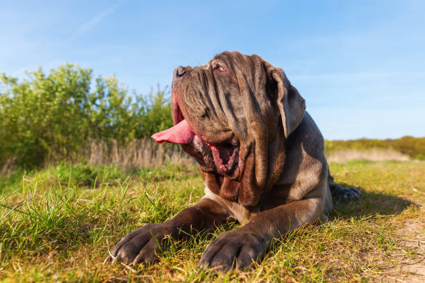 istock portrait of a Neapoitan Mastiff 683105428