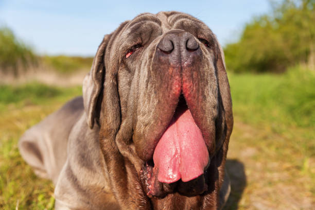 istock portrait of a Neapoitan Mastiff 683105454