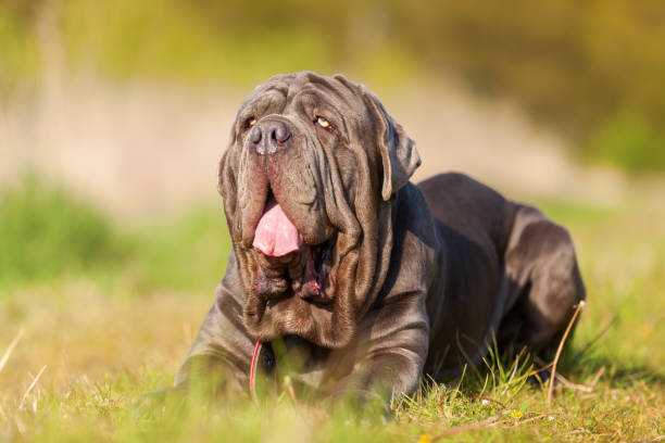 istock portrait of a Neapoitan Mastiff 683105468