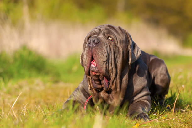 istock portrait of a Neapoitan Mastiff 683105472