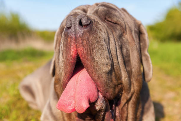 istock portrait of a Neapoitan Mastiff 683105476