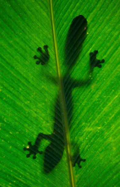 istock Leaf-tailed gecko is sitting on a large green leaf. 683105616