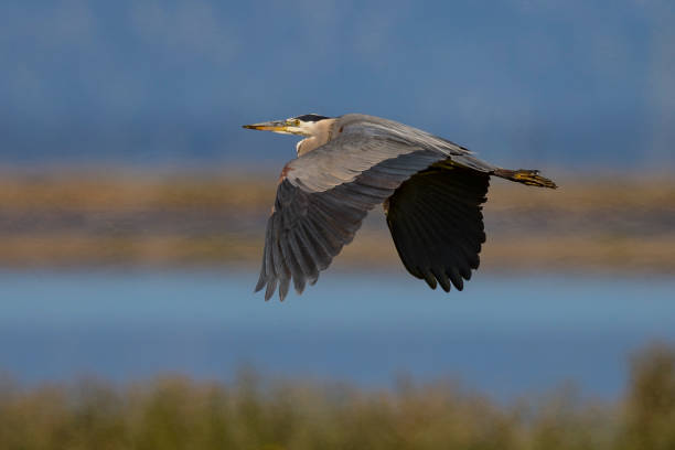 istock Great blue heron flying over  a North California marsh 683108144
