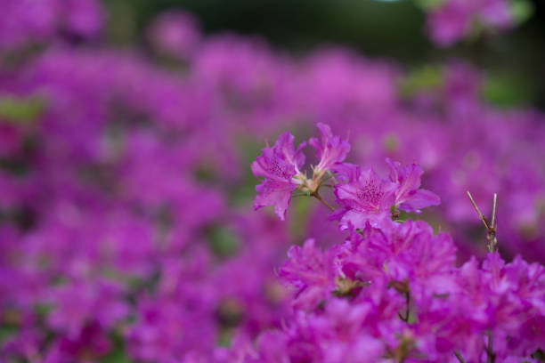 istock Purple Flowers Deep Vibrant Azaleas 683108180