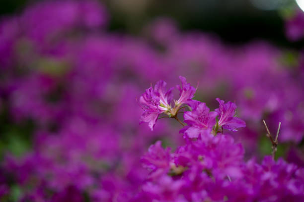 istock Purple Flowers Deep Vibrant Azaleas 683108196