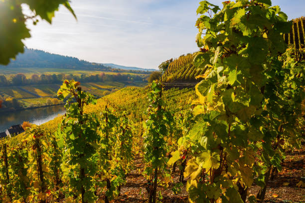 istock vineyards at the Moselle in Germany 683111576