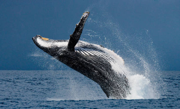 istock Humpback whale in the water. 683114222