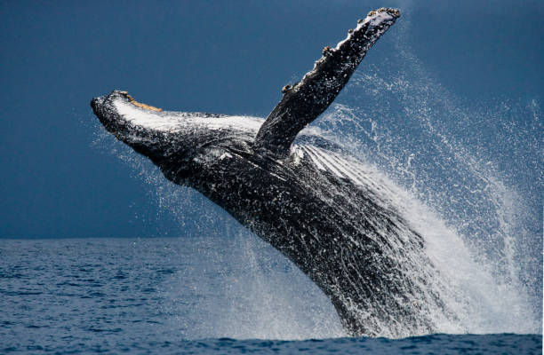 Humpback whale in the water.