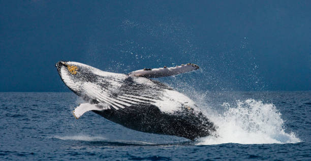 istock Humpback whale in the water. 683114230