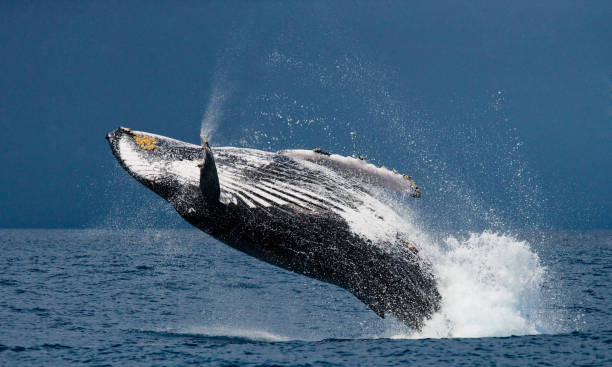 istock Humpback whale in the water. 683114290