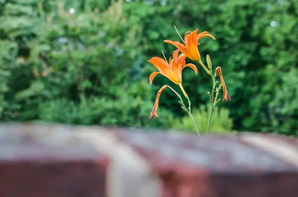 Large orange lily flowers in garden by fence