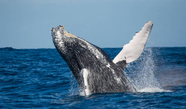 istock Humpback whale jumps out of the water. 683114652