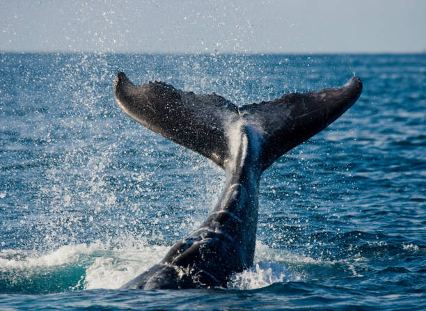 istock The tail of the humpback whale. 683114684
