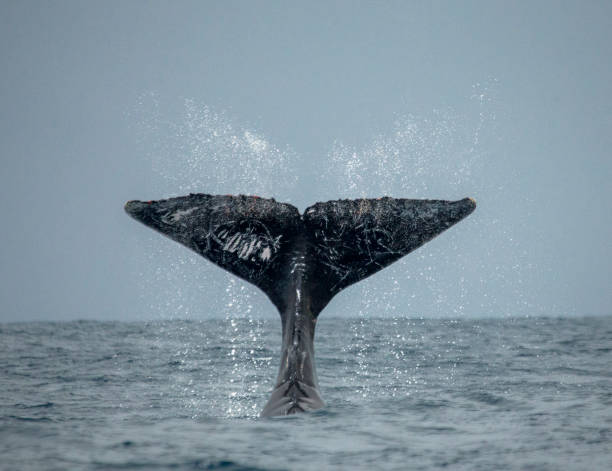 istock The tail of the humpback whale. 683114786