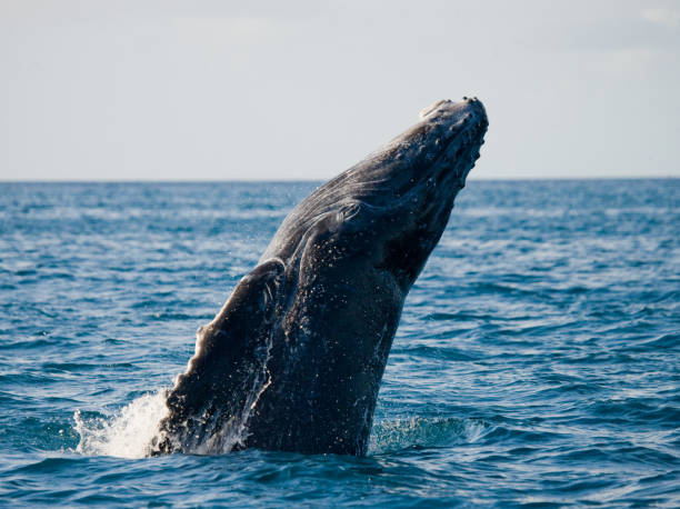 istock Humpback whale in the water. 683114830