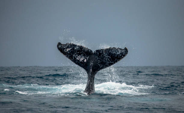istock The tail of the humpback whale. 683114870