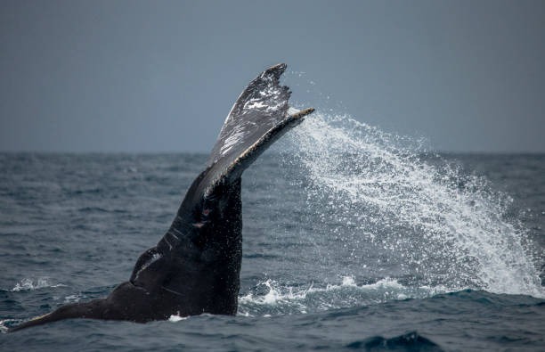 istock The tail of the humpback whale. 683114902
