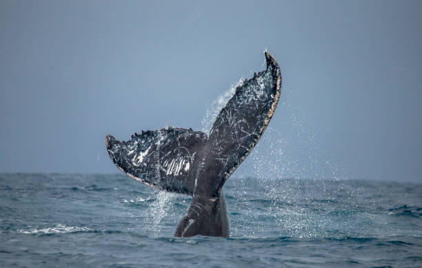 istock The tail of the humpback whale. 683114906