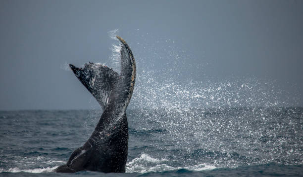 istock The tail of the humpback whale. 683114908