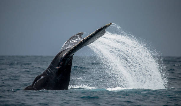 istock The tail of the humpback whale. 683114910