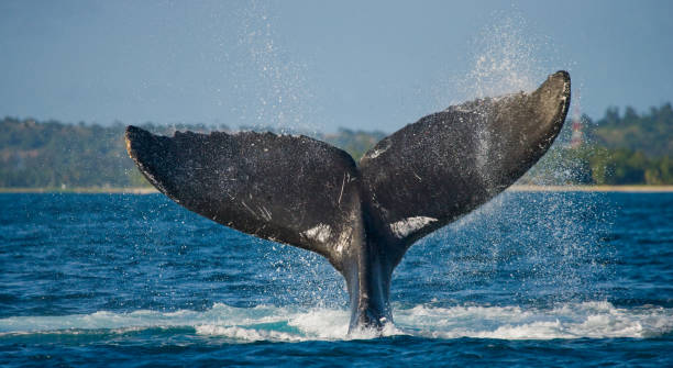 istock The tail of the humpback whale. 683114976