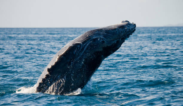 istock Humpback whale in the water. 683115000