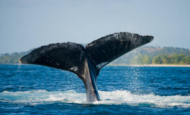 istock The tail of the humpback whale. 683115004