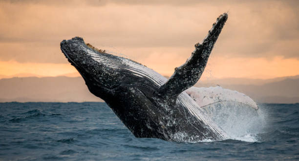 istock Humpback whale jumps out of the water. 683115018