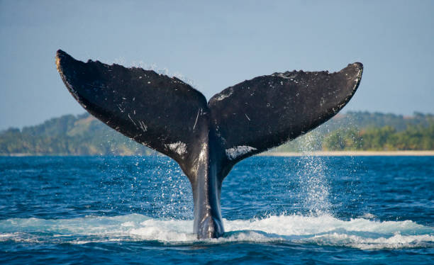 istock The tail of the humpback whale. 683115024