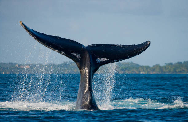 istock The tail of the humpback whale. 683115118