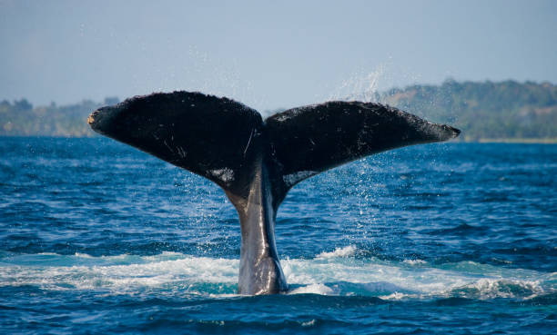 istock The tail of the humpback whale. 683115128
