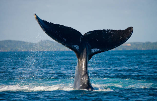 istock The tail of the humpback whale. 683115140