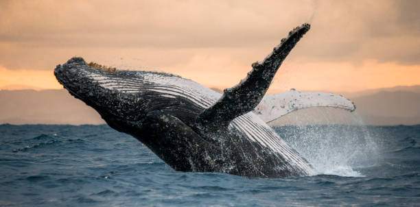 Humpback whale jumps out of the water. stock photo