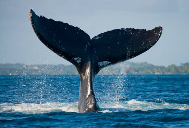 la queue de la baleine à bosse. - whale photos et images de collection