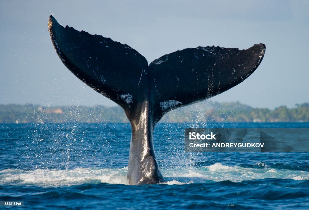 The tail of the humpback whale. The tail of the humpback whale. Madagascar. St. Mary's Island. An excellent illustration. Whale Stock Photo