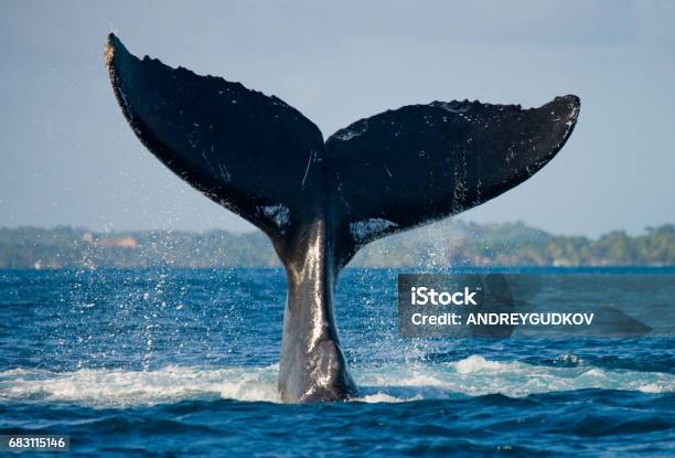 The Tail Of The Humpback Whale Stock Photo - Download Image Now - Whale, Tail, Humpback Whale