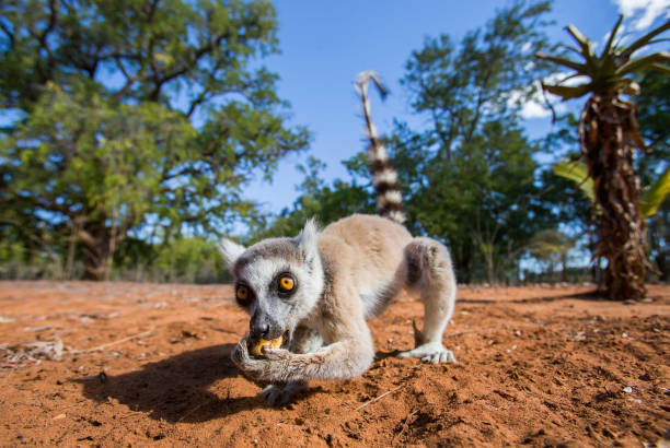 Ring-tailed lemur sitting on the ground.