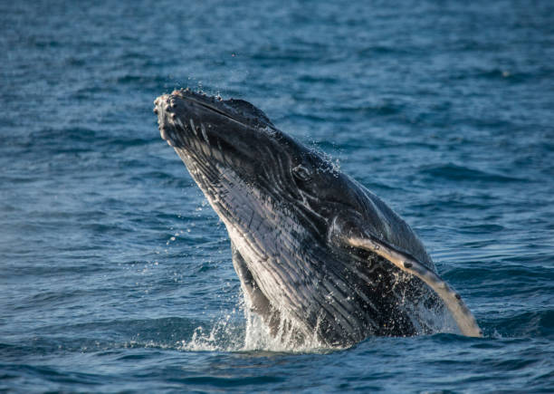 istock Humpback whale jumps out of the water. 683115242