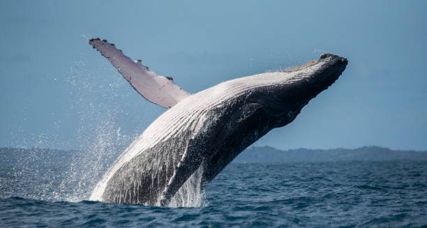 Humpback whale jumps out of the water. Humpback whale jumps out of the water. Madagascar. St. Mary's Island. An excellent illustration. whale jumping stock pictures, royalty-free photos & images