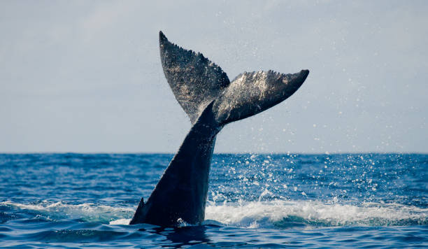 istock The tail of the humpback whale. 683115282