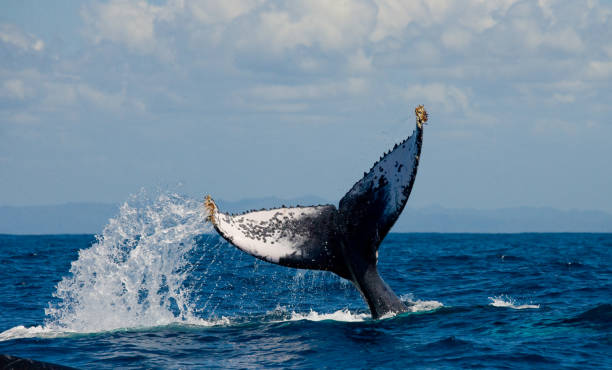 istock The tail of the humpback whale. 683117360