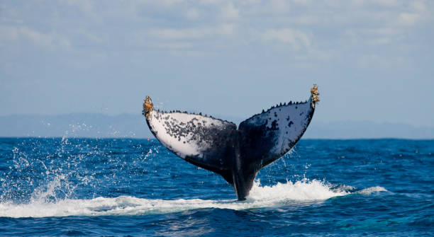 istock The tail of the humpback whale. 683117396
