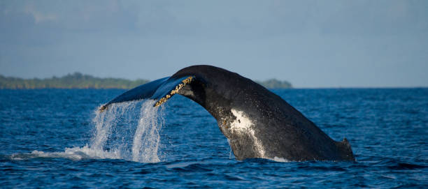 istock The tail of the humpback whale. 683117404