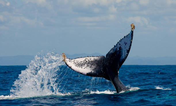 istock The tail of the humpback whale. 683117420