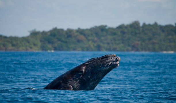 istock Humpback whale in the water. 683117422