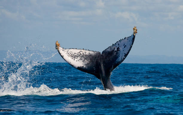 istock The tail of the humpback whale. 683117424