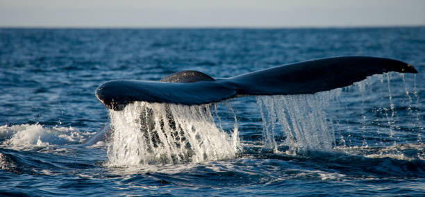 istock The tail of the humpback whale. 683117440