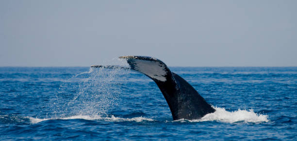 istock The tail of the humpback whale. 683117478